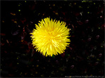 Pompon jaune dans sa galaxie -- 12/05/10