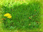 Jaune d'Octobre -- 16/10/06