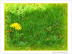 Jaune d'octobre -- 16/10/06