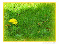 Jaune d'octobre -- 16/10/06