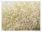 Ao�t en blond -- 04/09/09