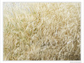 Ao�t en blond -- 04/09/09