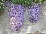 Lilas cascade -- 06/05/09