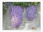 Lilas cascade -- 06/05/09