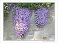 Lilas cascade -- 06/05/09