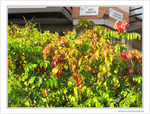 Ao�t sont partis les Cerisiers -- 01/08/09
