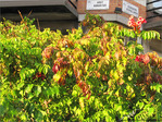 Ao�t sont partis les Cerisiers -- 01/08/09