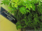 Plaque Rue de la Goutti�re -- 01/07/09