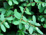 Pluie d'�t� -- 23/08/07