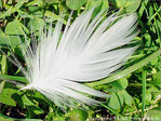 La Plume, interpr�te de la Pens�e�! -- 26/10/04