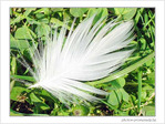 La plume, interpr�te de la pens�e�!