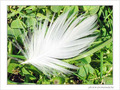La Plume - jean-jacques -- 28/10/04