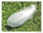 La plume