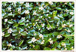 Le Printemps dans la Rue 2026 -5-