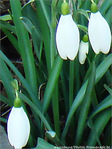 Eveil de la nature -- 22/02/08
