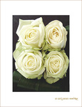 Roses blanches. Pureté et Innocence. -- 13/02/08