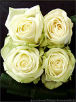 Roses blanches. Puret� et Innocence. -- 13/02/08