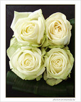 Roses blanches. Puret� et innocence. -- 13/02/08