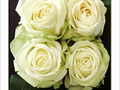 Roses blanches. Puret� et innocence. -- 13/02/08