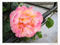 Madame la Rose
