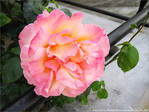 Madame la Rose -- 21/07/10