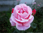 Boutons Rouges et Rose Fleur