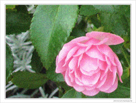 Rose d'automne