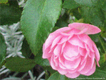 Rose d'automne -- 14/10/09
