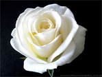 La Rose Blanche - Liloo