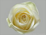 Rose blanche -- 08/03/08