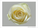 Rose blanche -- 08/03/08