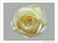 Rose blanche -- 08/03/08