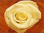 Rose pour Valentine -- 15/02/09