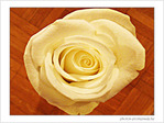Rose pour Valentine -- 15/02/09