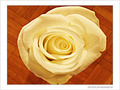 Rose pour Valentine -- 15/02/09