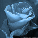 Rose Bleue -- 07/05/12