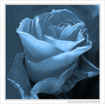 Rose Bleue