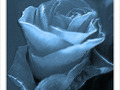 Rose Bleue -- 07/05/12
