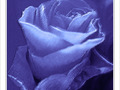 Oublions les �pines -- 12/05/12