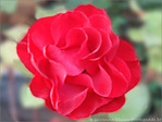 Rose rouge d'octobre -- 11/10/08