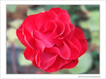 Rose rouge d'octobre