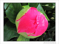 Maman mon coeur... -- 10/05/09