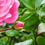 Rose espoir -- 20/10/09
