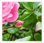 Rose espoir -- 20/10/09