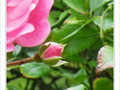 Rose espoir -- 20/10/09