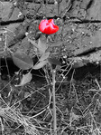 D�cembre en Rose -- 29/12/07