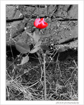 D�cembre en rose -- 29/12/07