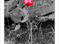 D�cembre en rose -- 29/12/07