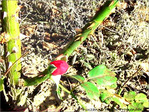 Rose rouge? �pines! -- 26/09/04