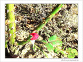 Rose... - briget -- 17/10/04